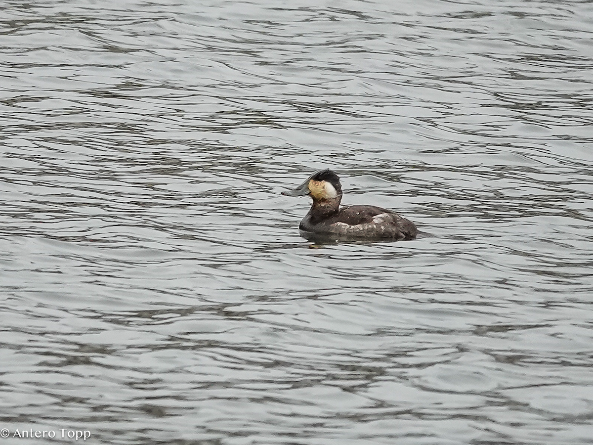 Ruddy Duck - ML652015351