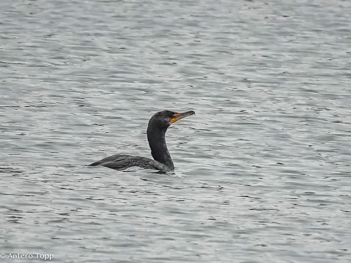 Double-crested Cormorant - ML652015374