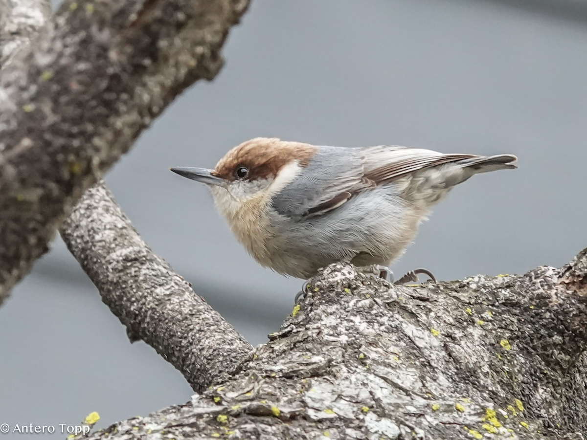 Brown-headed Nuthatch - ML652015393