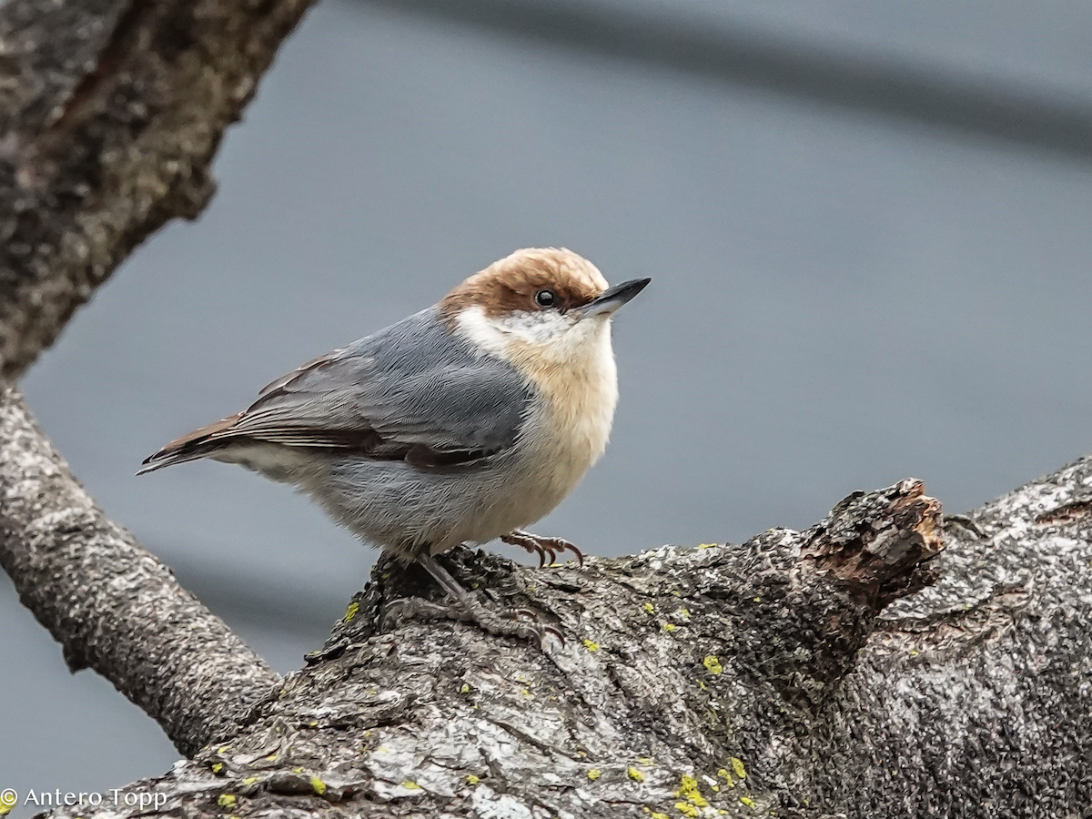 Brown-headed Nuthatch - ML652015394