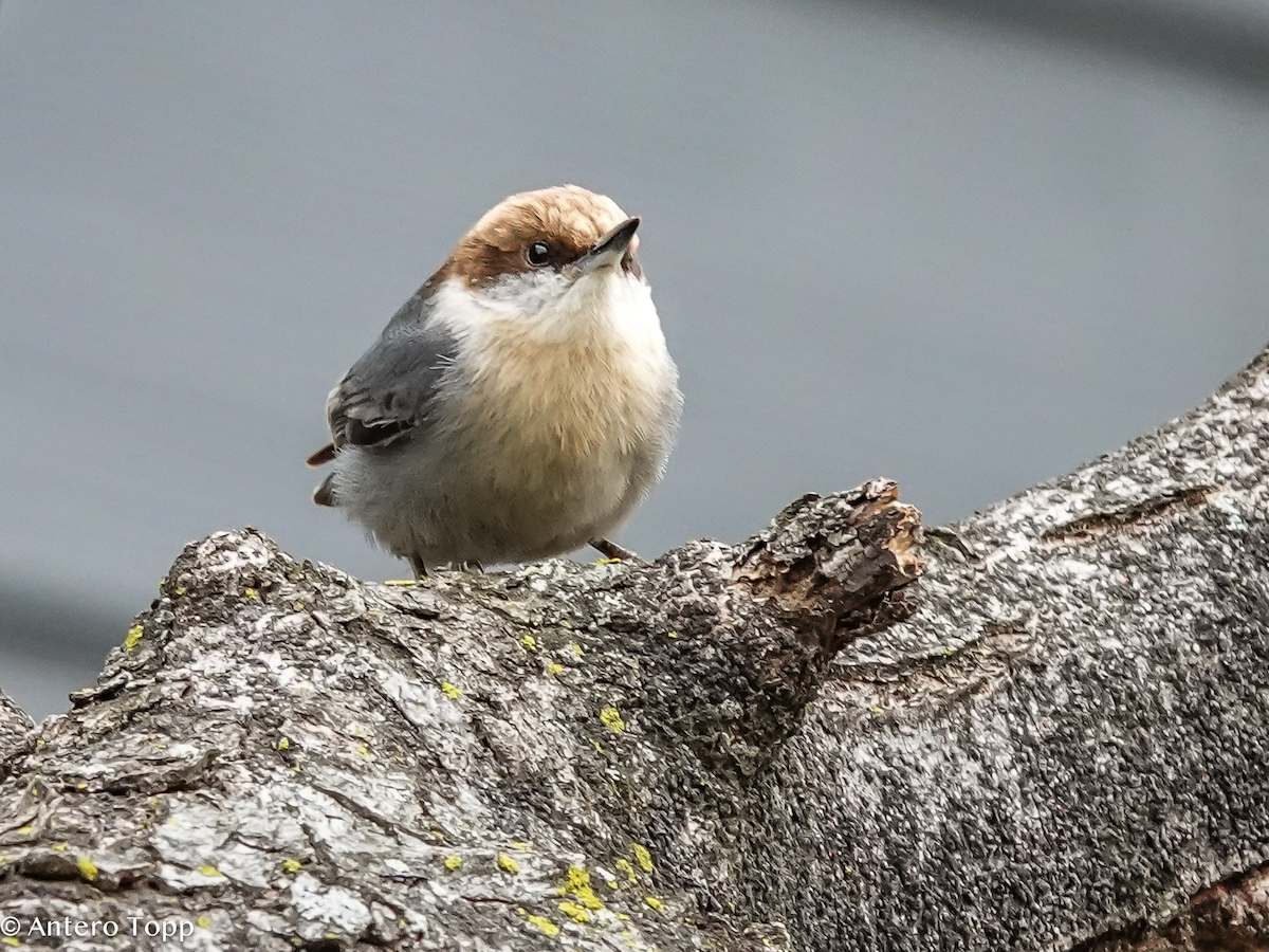 Brown-headed Nuthatch - ML652015395