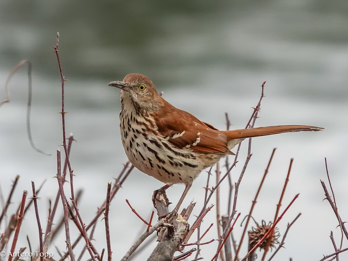 Brown Thrasher - ML652015403