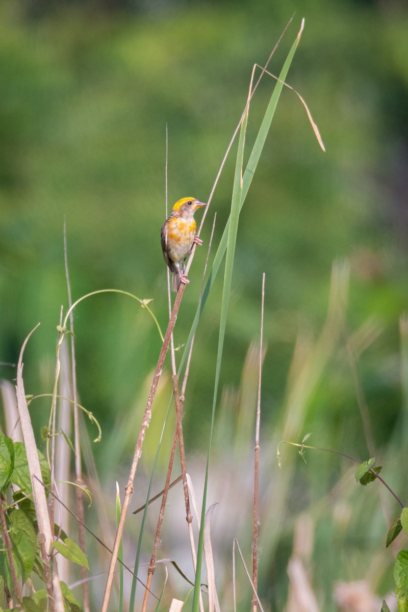 Baya Weaver - ML652015411