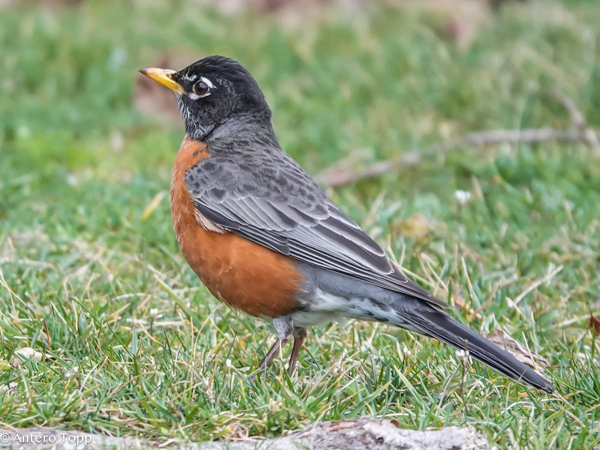 American Robin - ML652015426