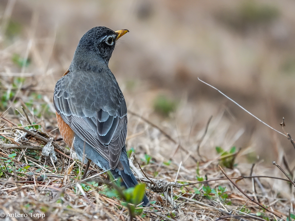 American Robin - ML652015427