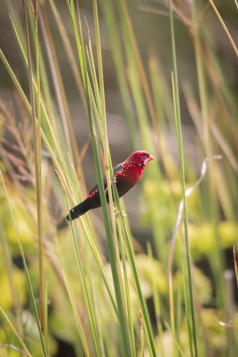 Red Avadavat - ML652015435