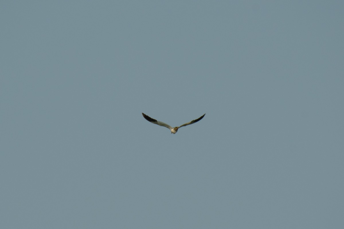 Gray-headed Lapwing - ML652015454