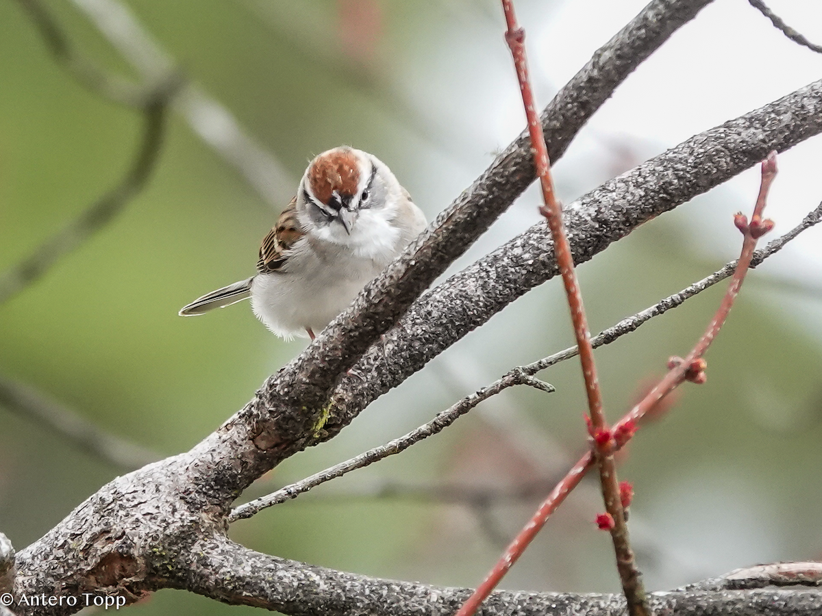 Chipping Sparrow - ML652015468