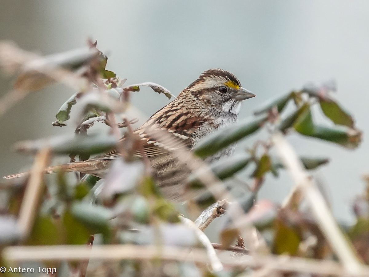 White-throated Sparrow - ML652015684