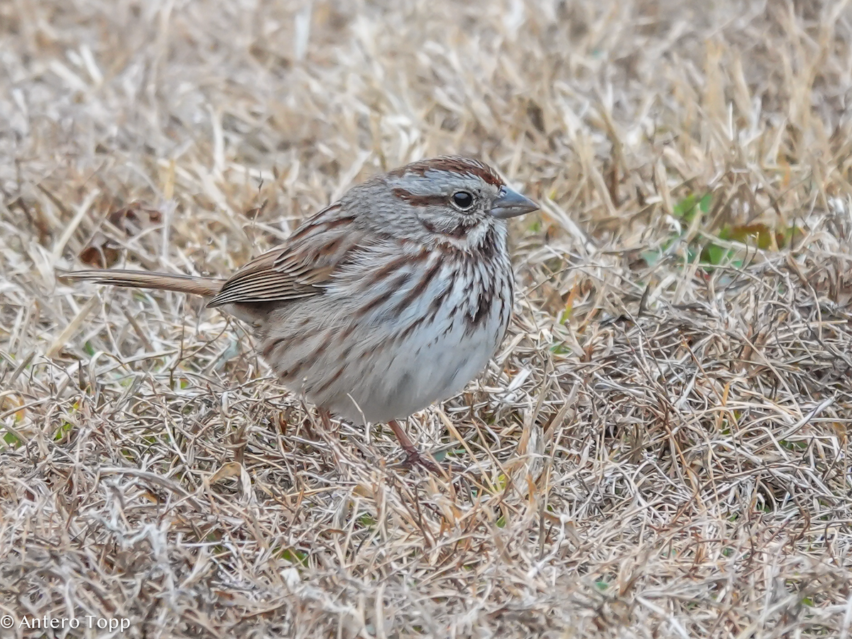 Song Sparrow - ML652015700