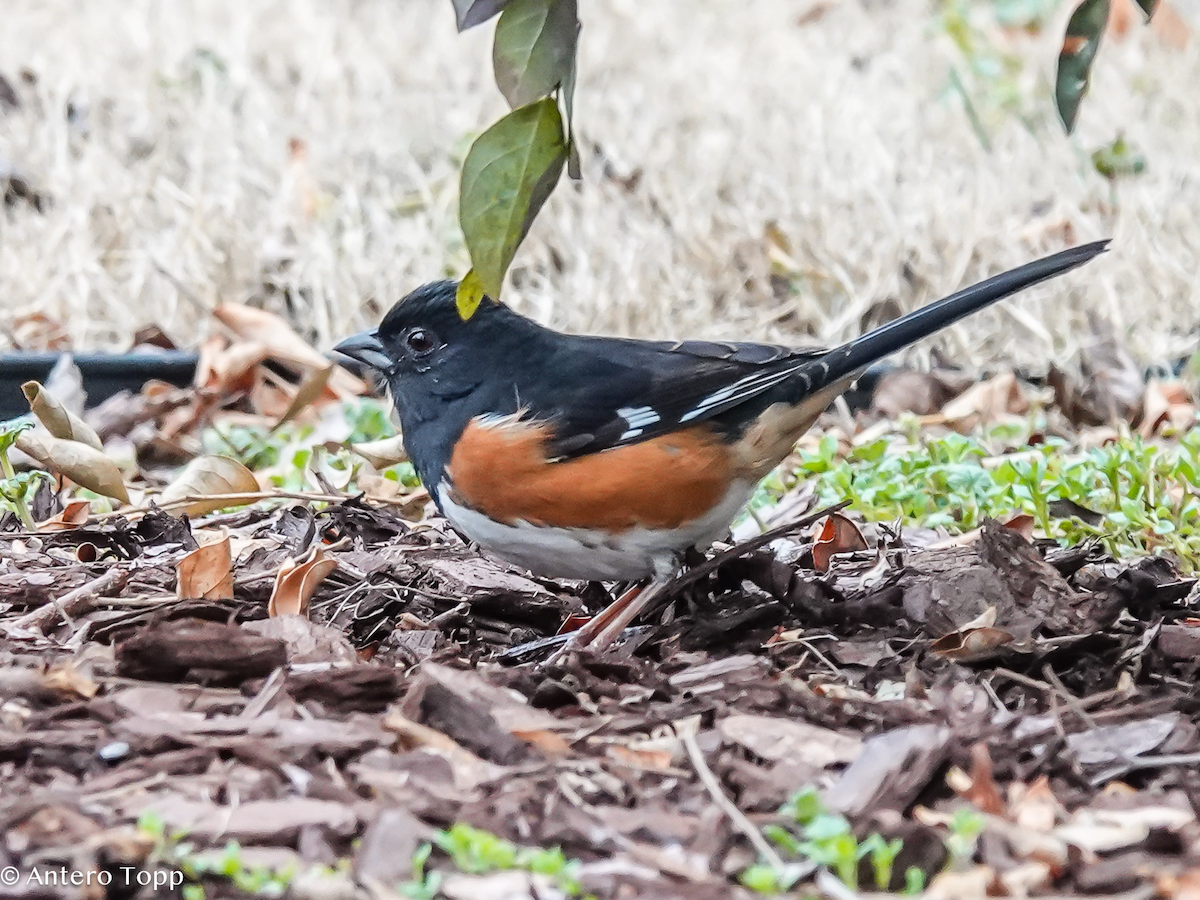 Eastern Towhee - ML652015715