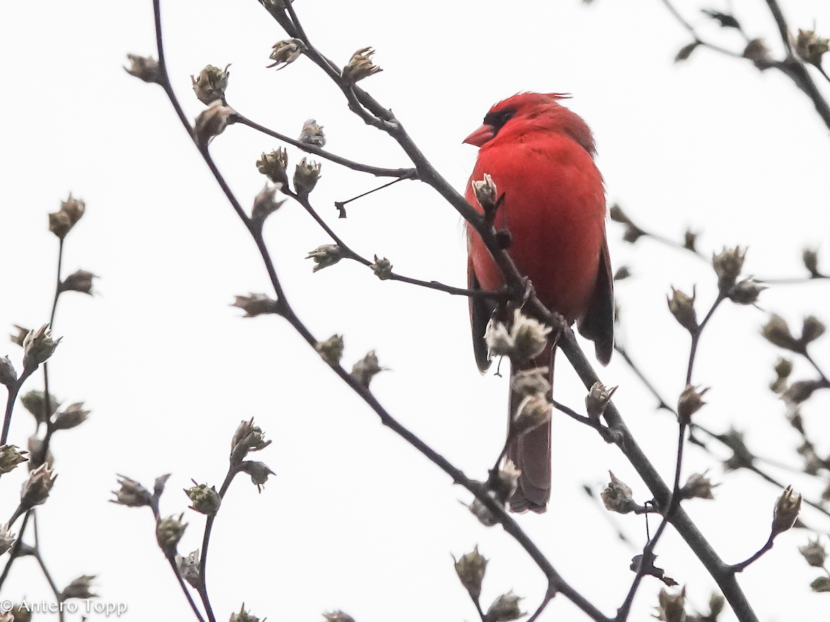 Northern Cardinal - ML652015729