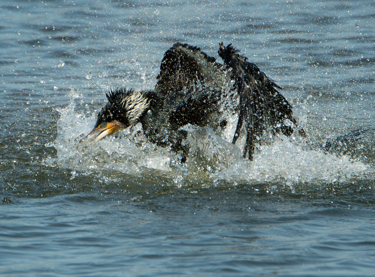 Большой баклан - ML652016163