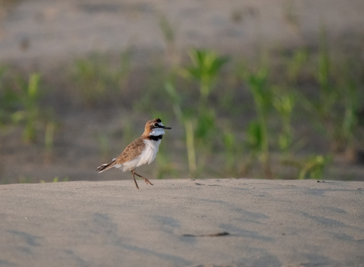 Collared Plover - ML652016204