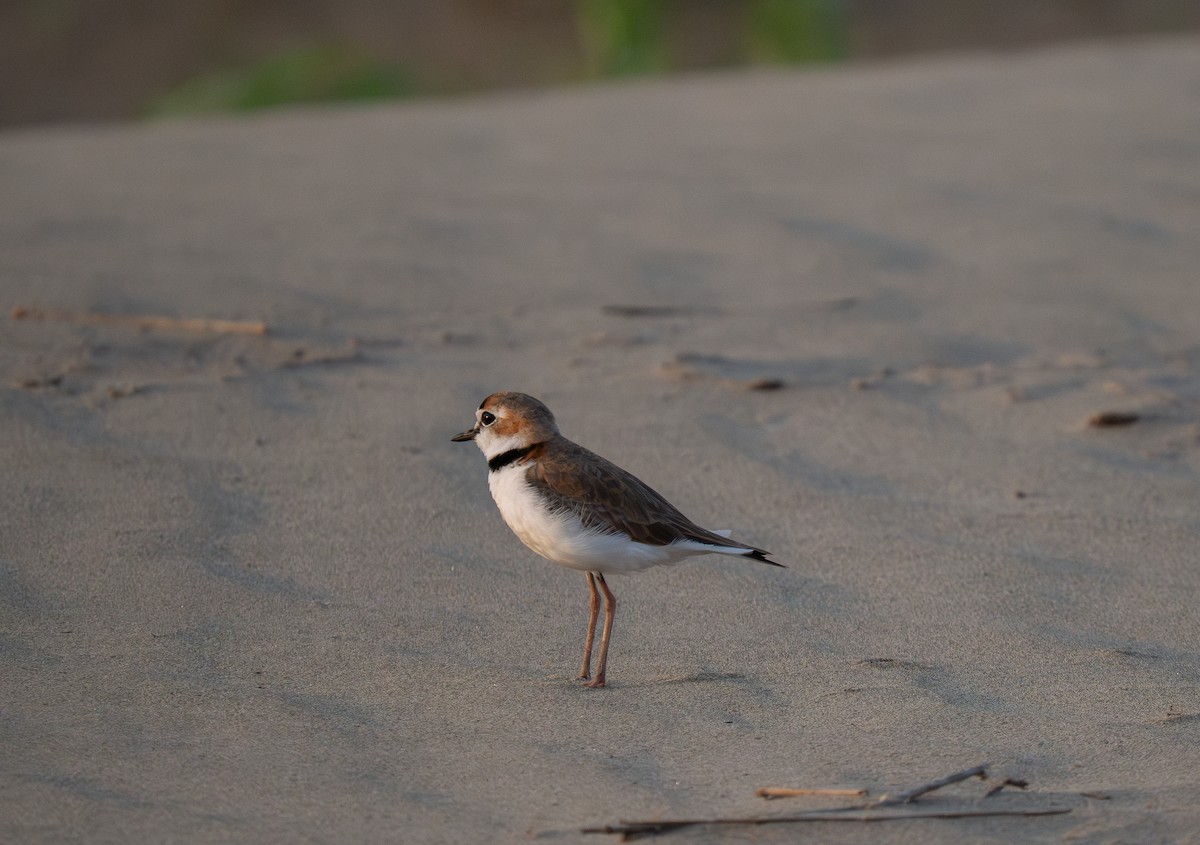 Collared Plover - ML652016205
