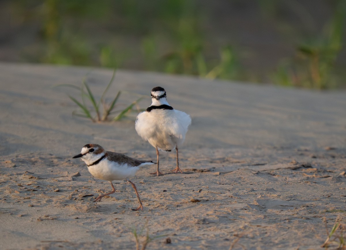 Collared Plover - ML652016206