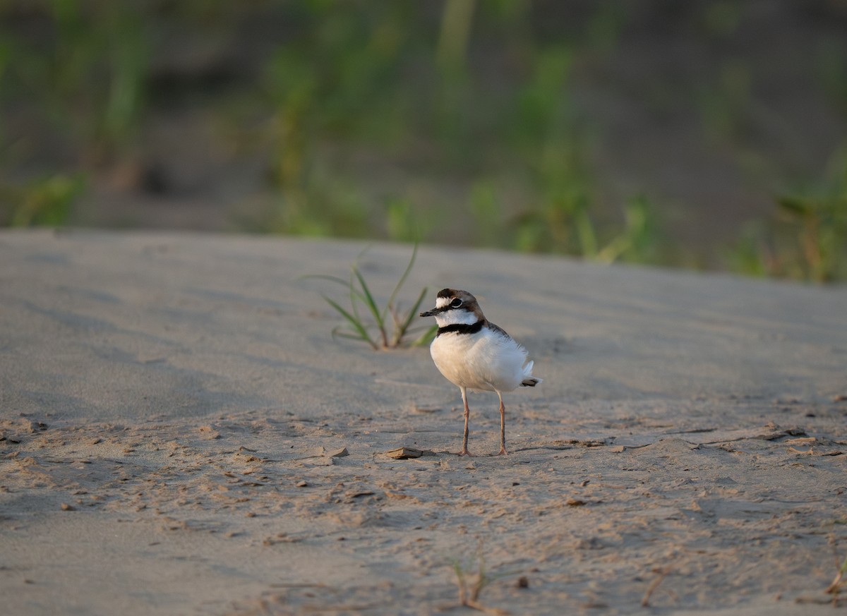 Collared Plover - ML652016207