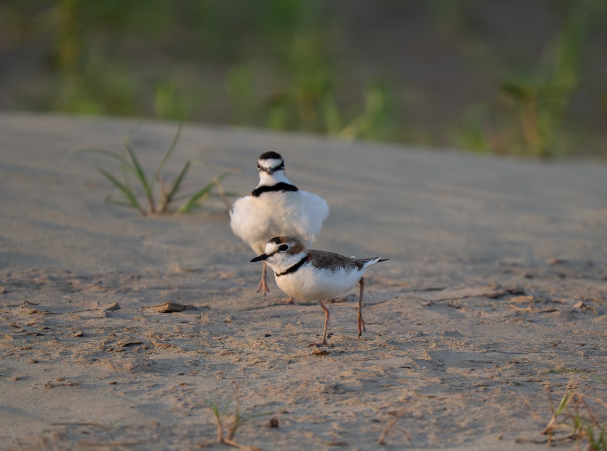 Collared Plover - ML652016208