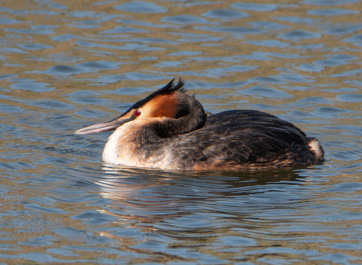 Чомга - ML652016212