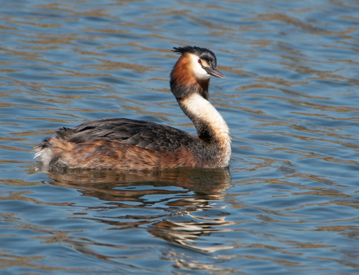 Чомга - ML652016218