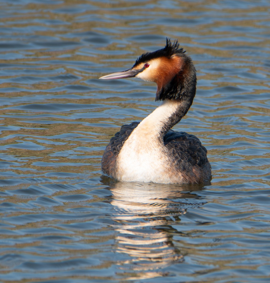 Чомга - ML652016239