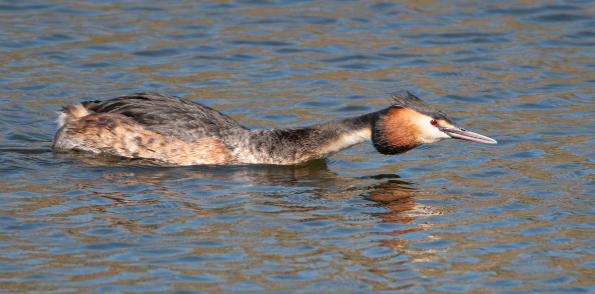 Чомга - ML652016255