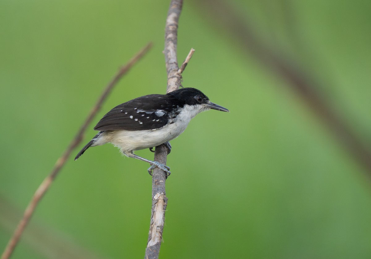 Black-and-white Antbird - ML652016268