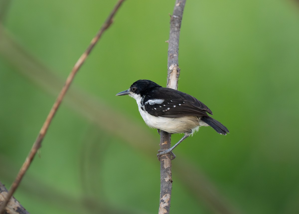 Black-and-white Antbird - ML652016269