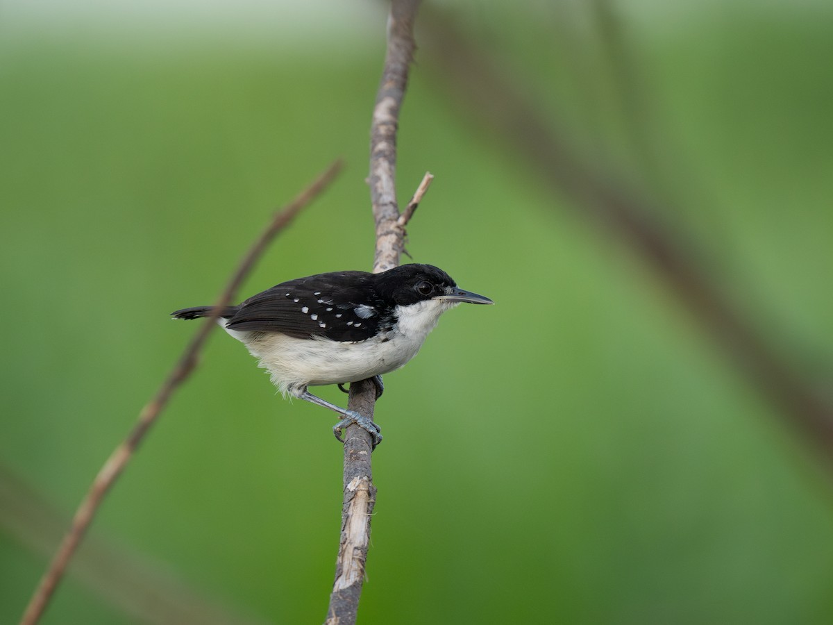 Black-and-white Antbird - ML652016270