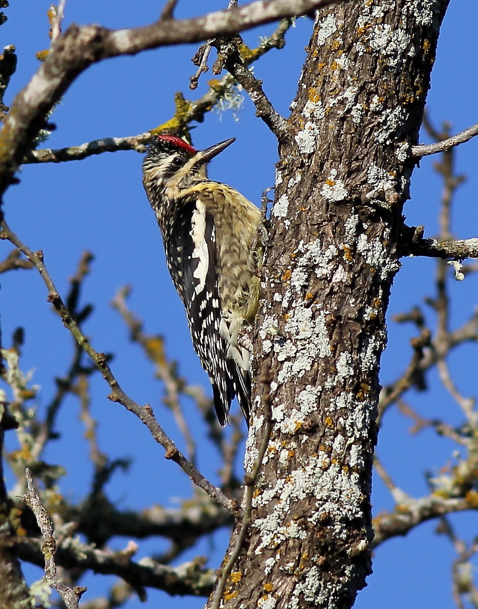 Yellow-bellied Sapsucker - Jason Leifester