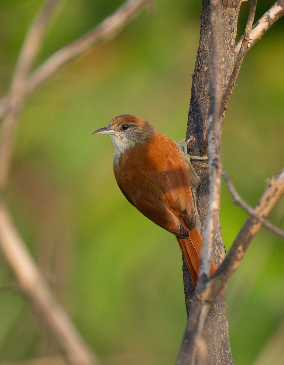 Parker's Spinetail - ML652016408