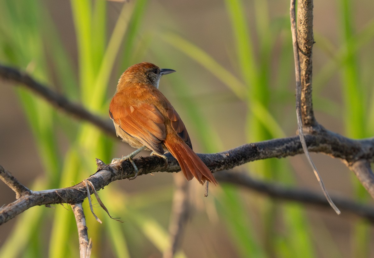 Parker's Spinetail - ML652016409