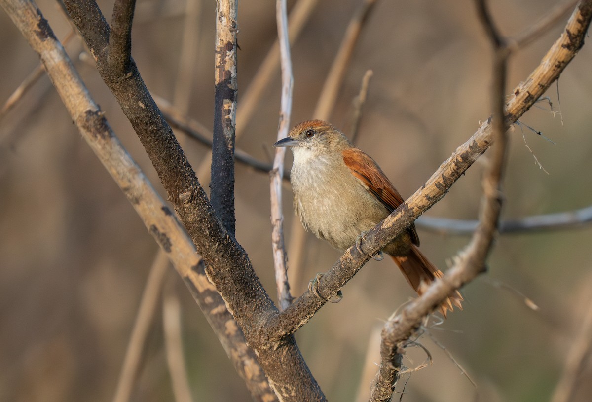 Parker's Spinetail - ML652016410