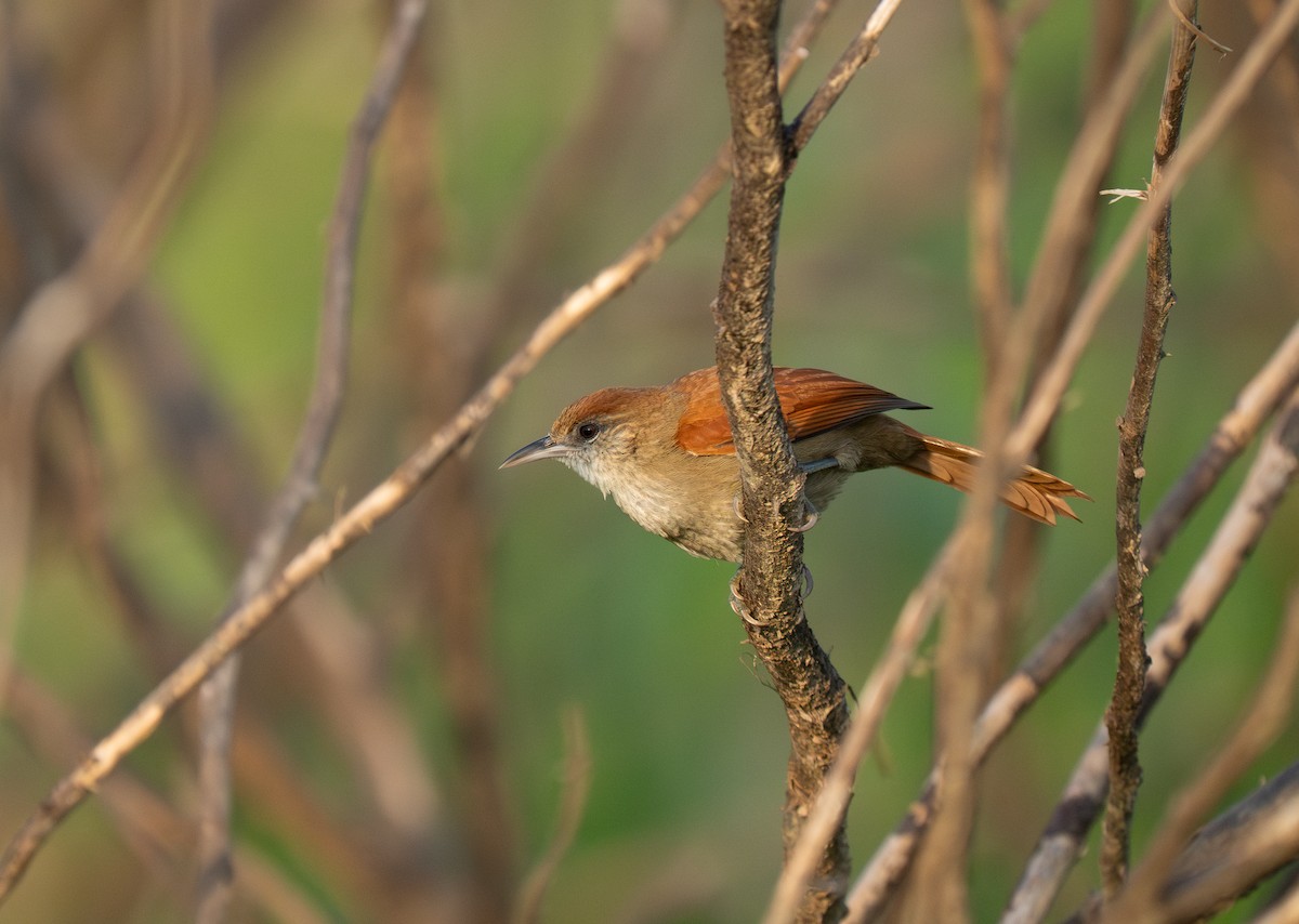 Parker's Spinetail - ML652016411