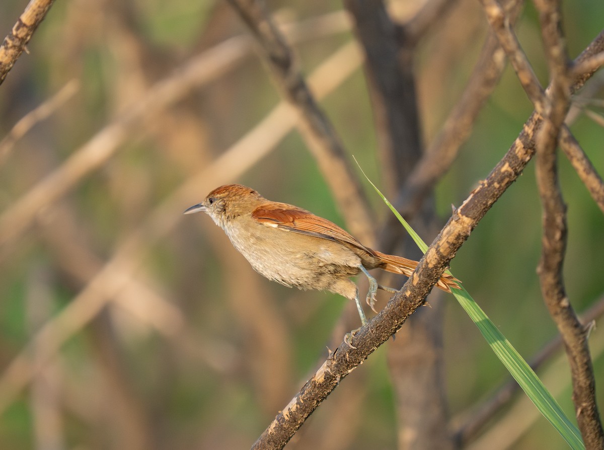 Parker's Spinetail - ML652016412