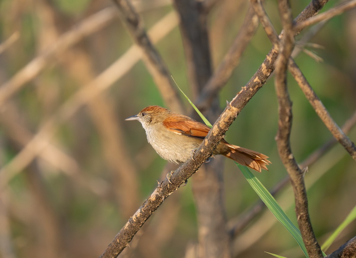 Parker's Spinetail - ML652016413