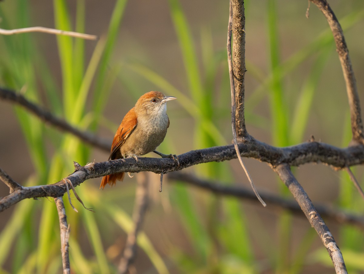 Parker's Spinetail - ML652016414