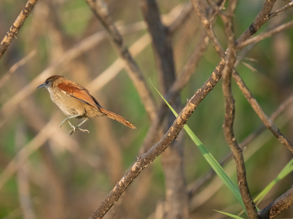 Parker's Spinetail - ML652016415