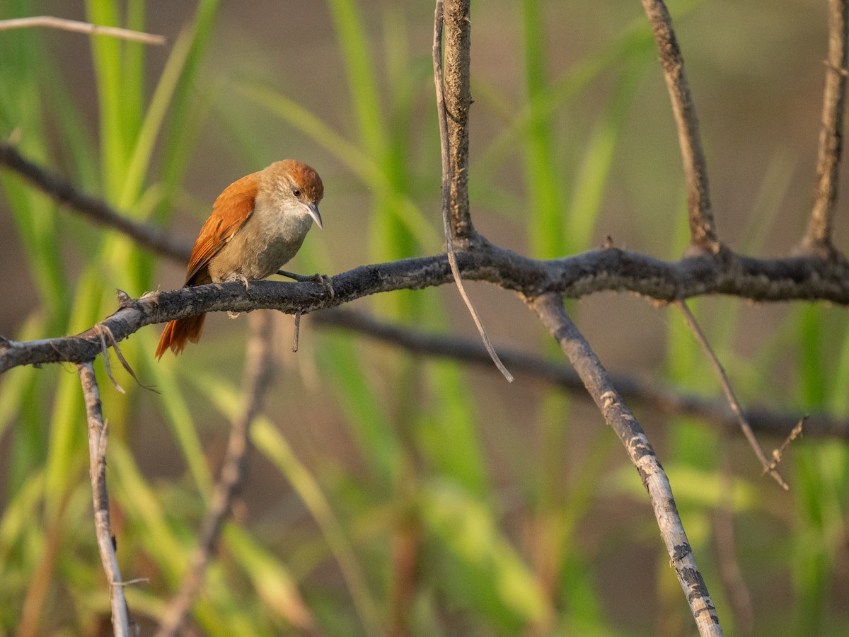 Parker's Spinetail - ML652016416
