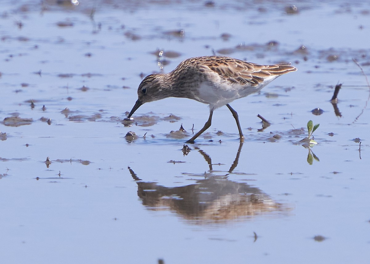 Побережник довгопалий - ML652016518