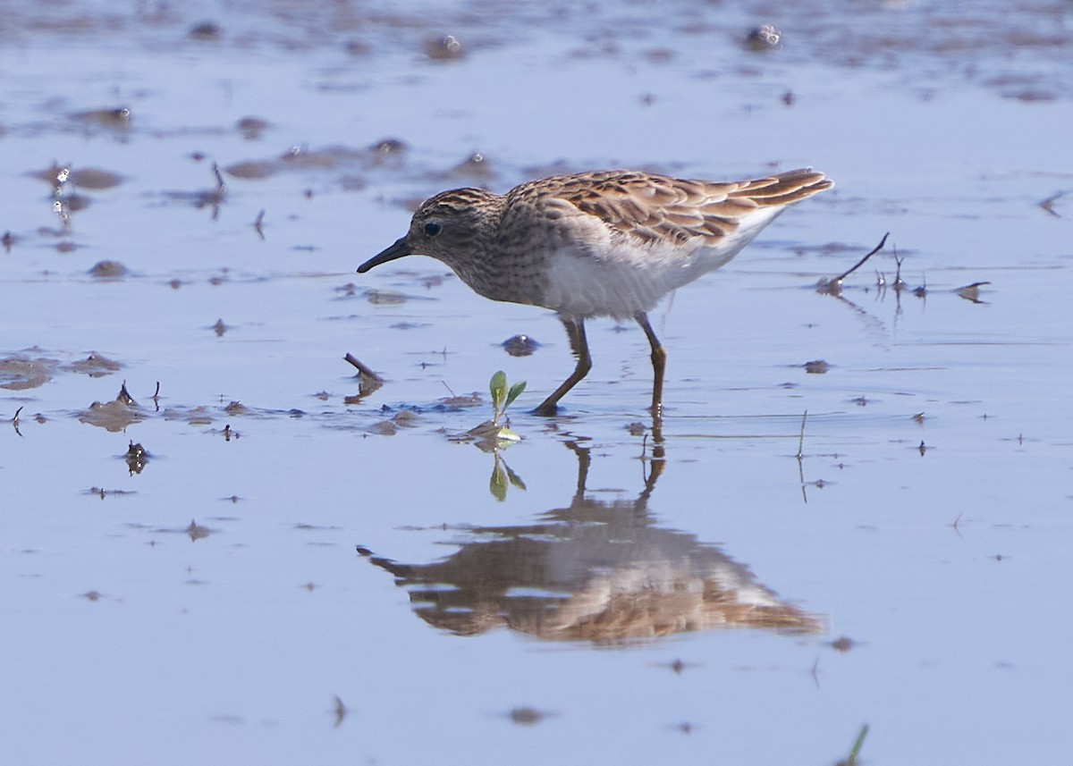 Побережник довгопалий - ML652016519
