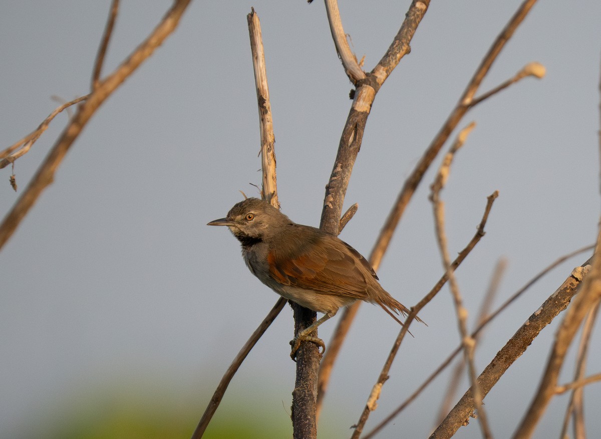 White-bellied Spinetail - ML652016534