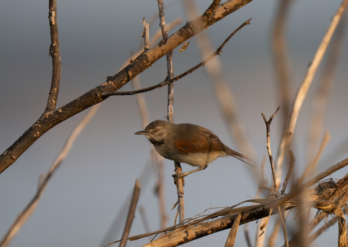 White-bellied Spinetail - ML652016535