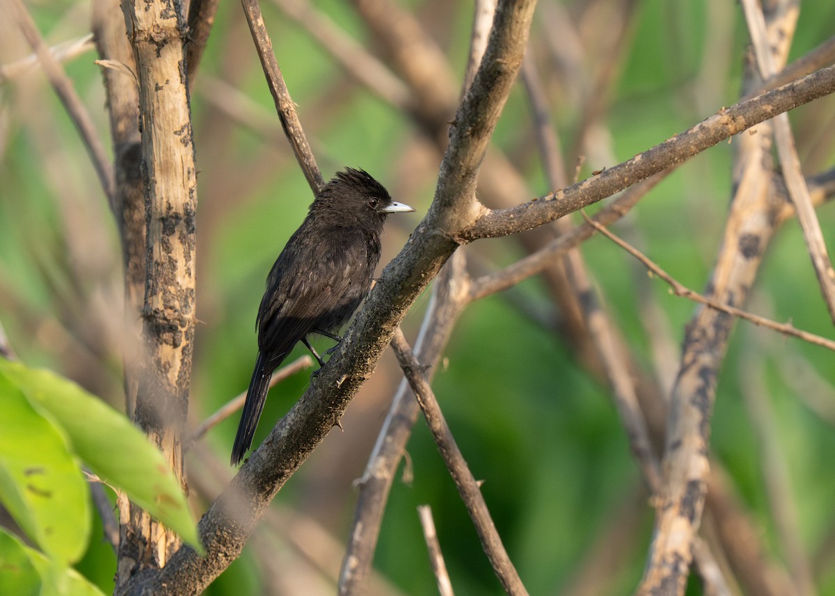 Riverside Tyrant - ML652016564