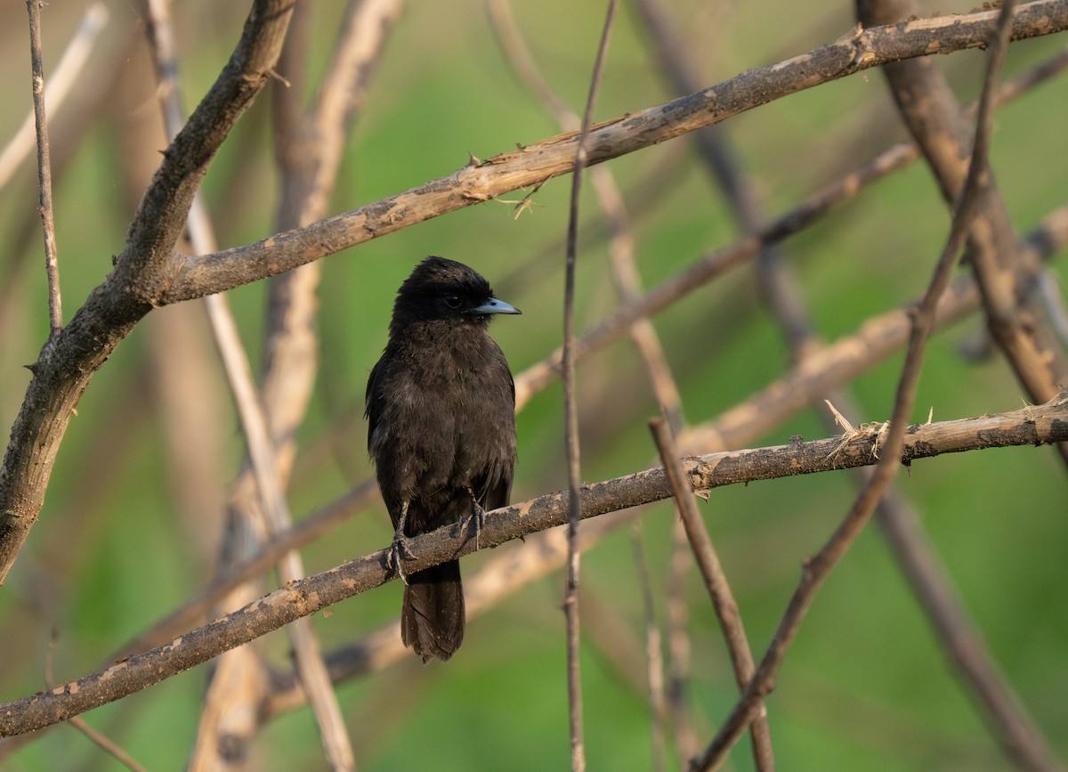 Riverside Tyrant - ML652016565