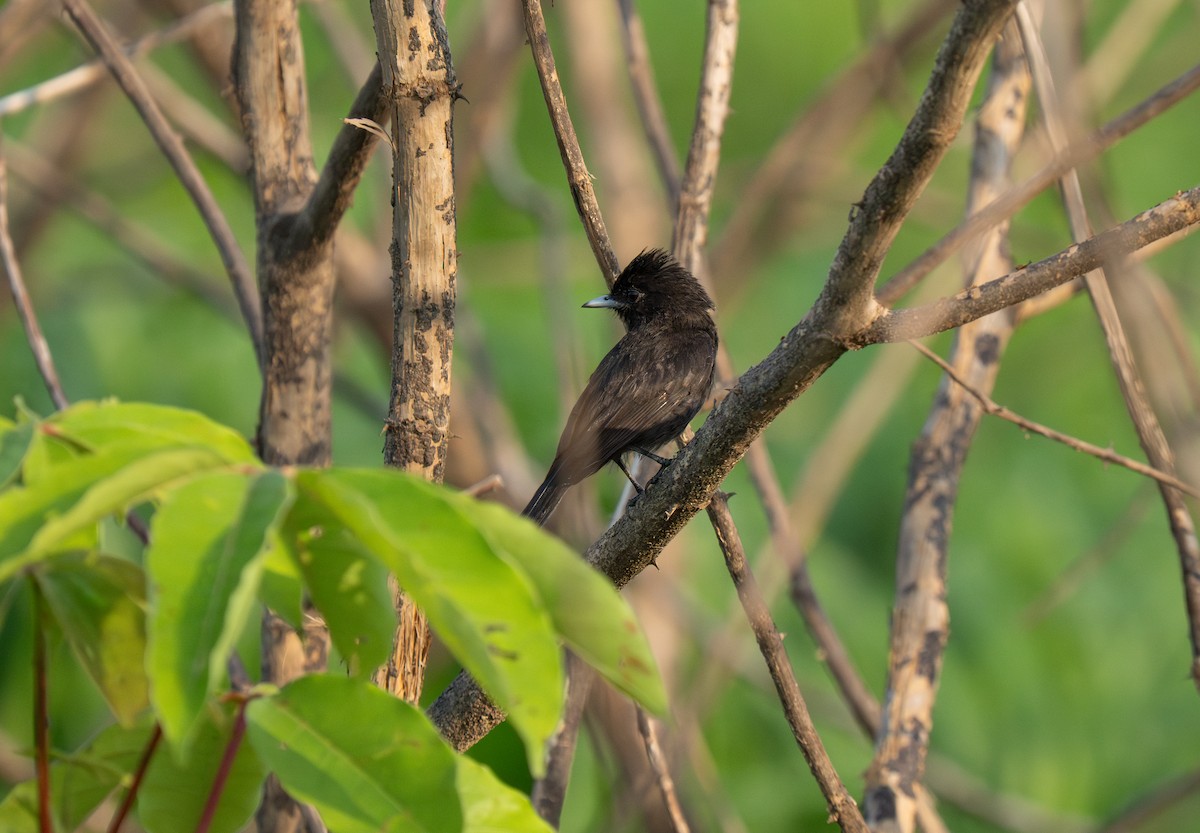 Riverside Tyrant - ML652016566