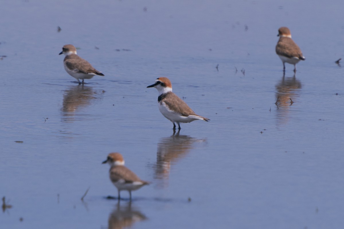 Пісочник морський - ML652016574