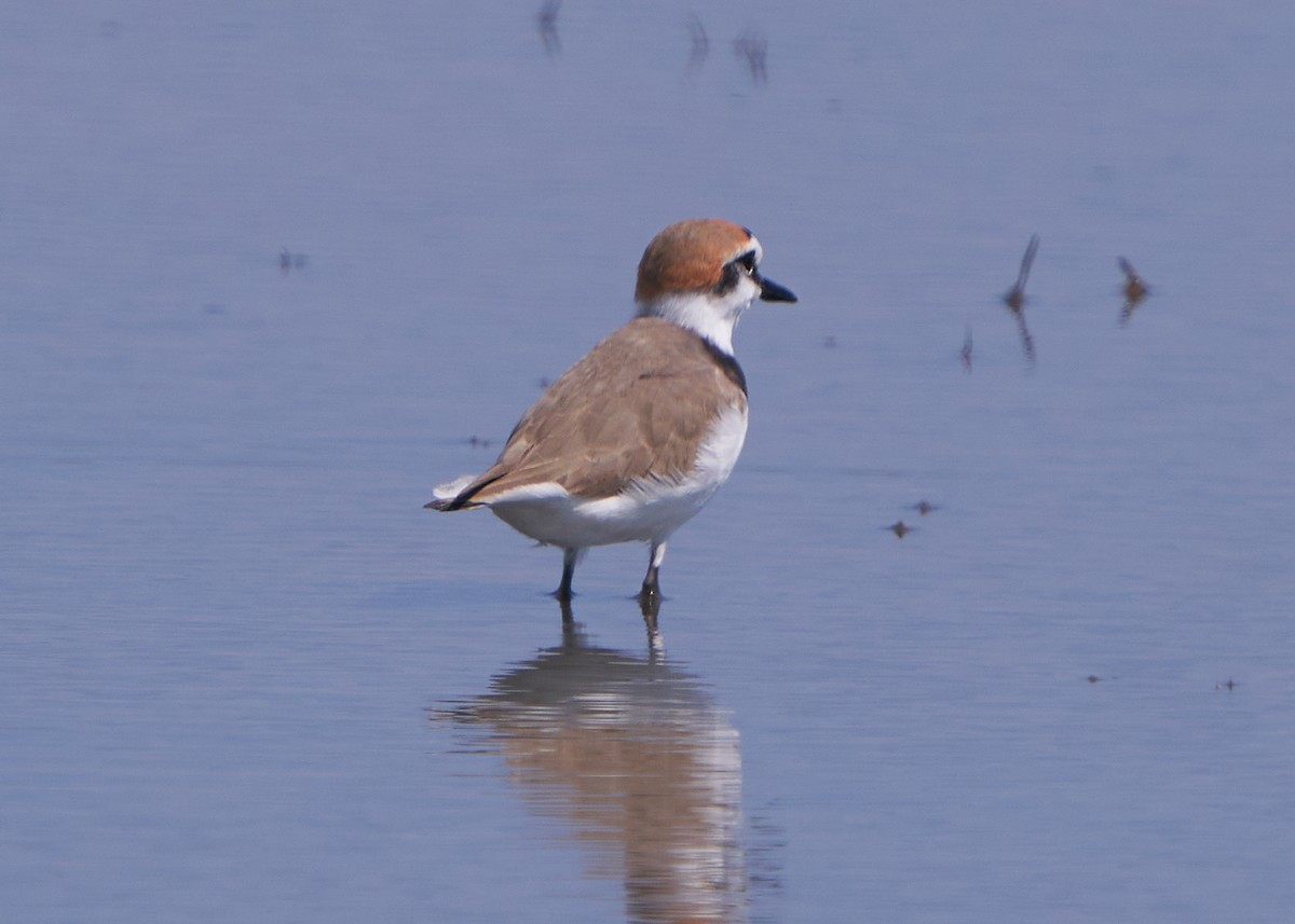Kentish Plover - ML652016575