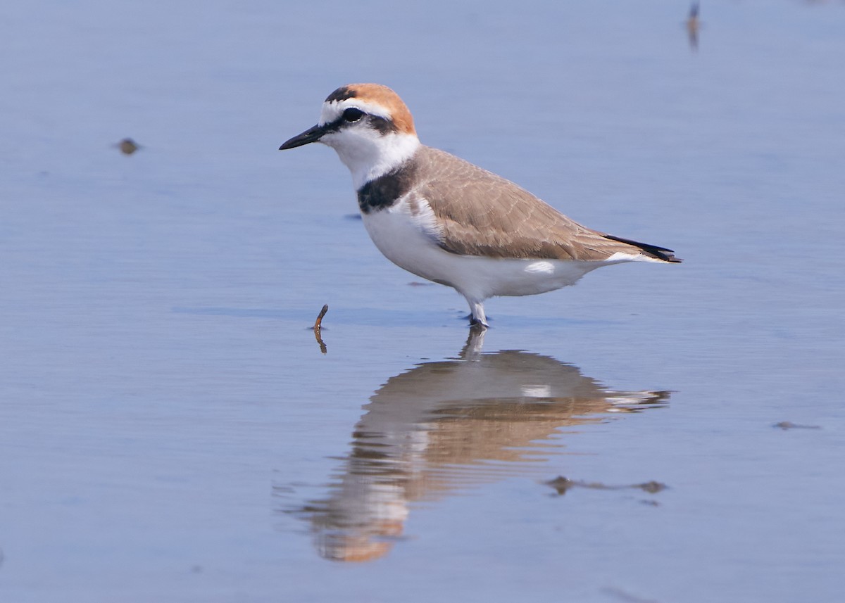 Kentish Plover - ML652016576