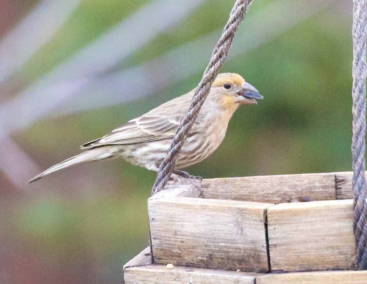 Roselin familier - ML652016600